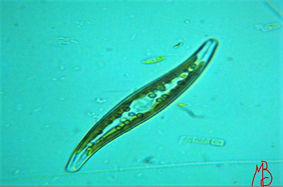 Diatomea Pleurosigma sp.